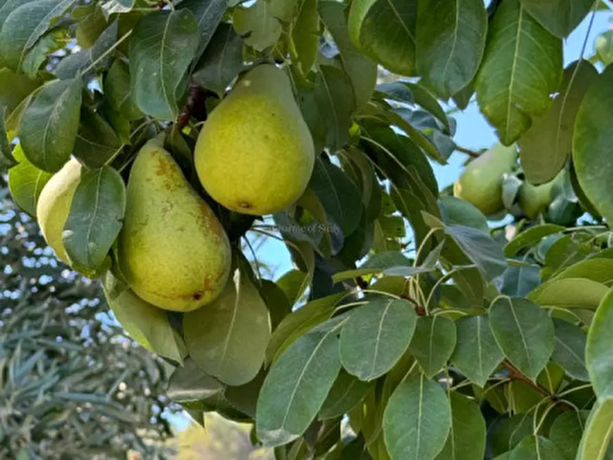 Immagine 39 di Terreno in vendita  in sc monterotondo a Giarratana