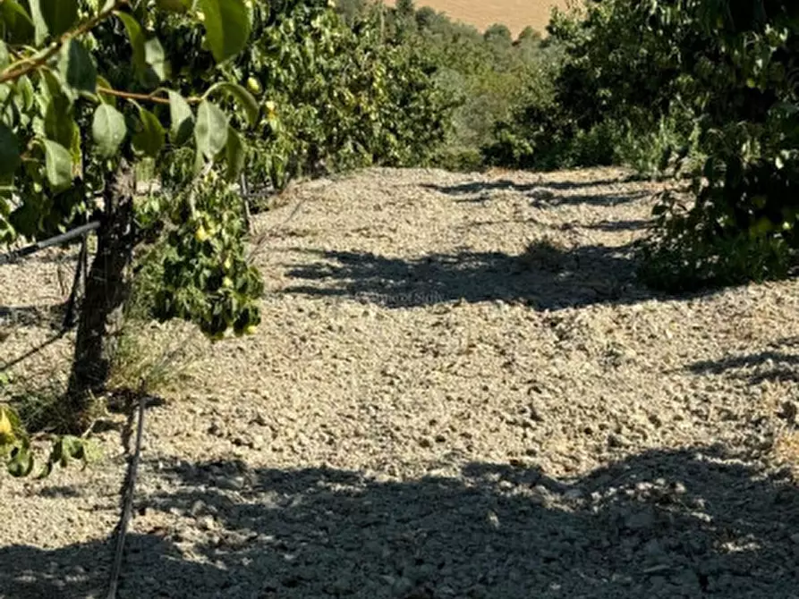 Immagine 40 di Terreno in vendita  in sc monterotondo a Giarratana