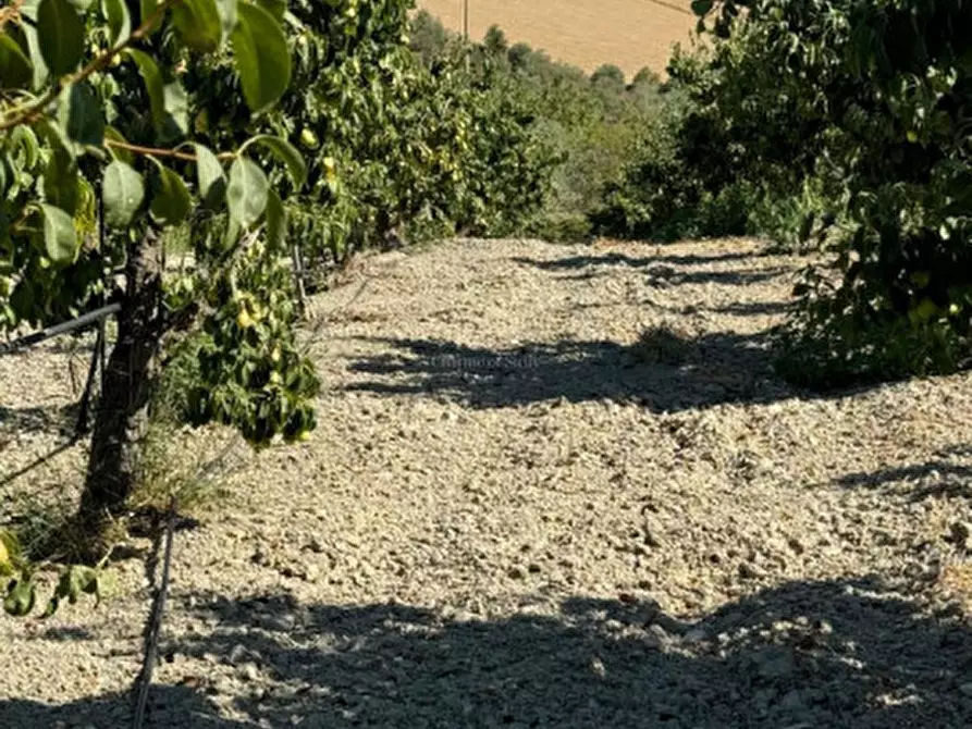 Immagine 42 di Terreno in vendita  in sc monterotondo a Giarratana