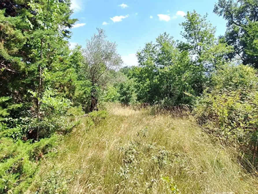 Immagine 8 di Terreno in vendita  in Strada Provinciale 45, N. snc a Pietrabruna