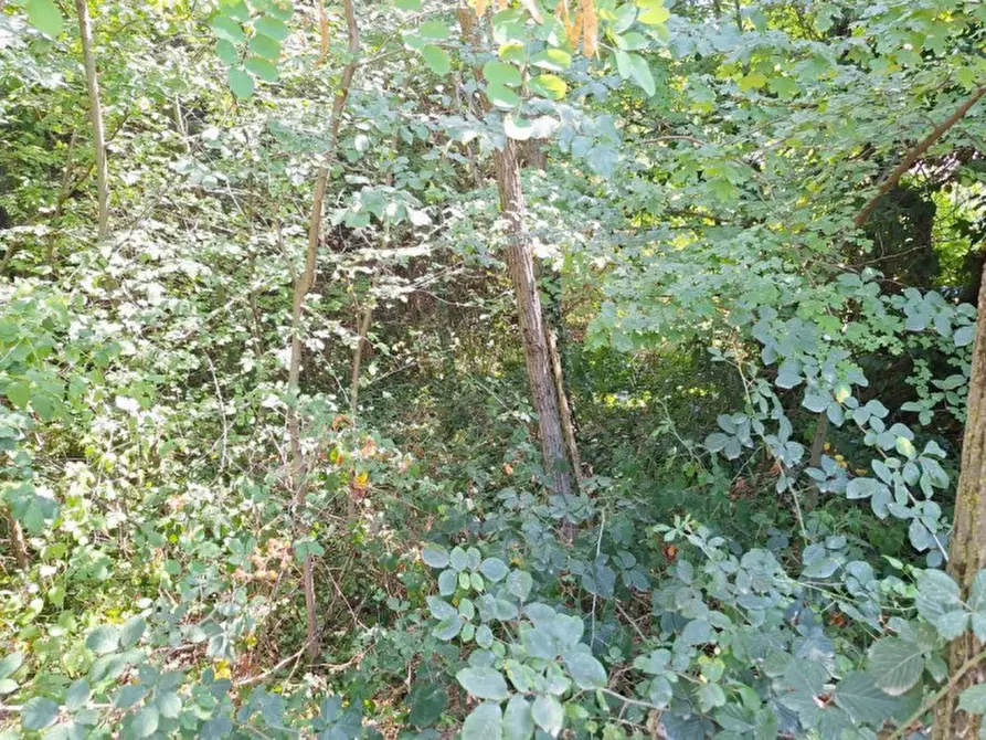 Immagine 10 di Terreno in vendita  in Strada Provinciale 45, N. snc a Pietrabruna