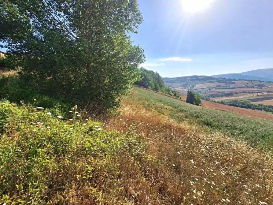 Immagine 6 di Terreno in vendita  in Strada Provinciale 45, N. snc a Pietrabruna