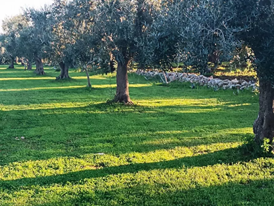 Immagine 11 di Villa in vendita  in C.da Mastrofrancesco a Ostuni