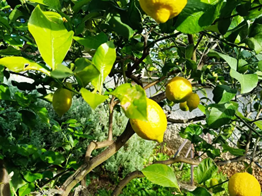 Immagine 13 di Villa in vendita  in C.da Mastrofrancesco a Ostuni