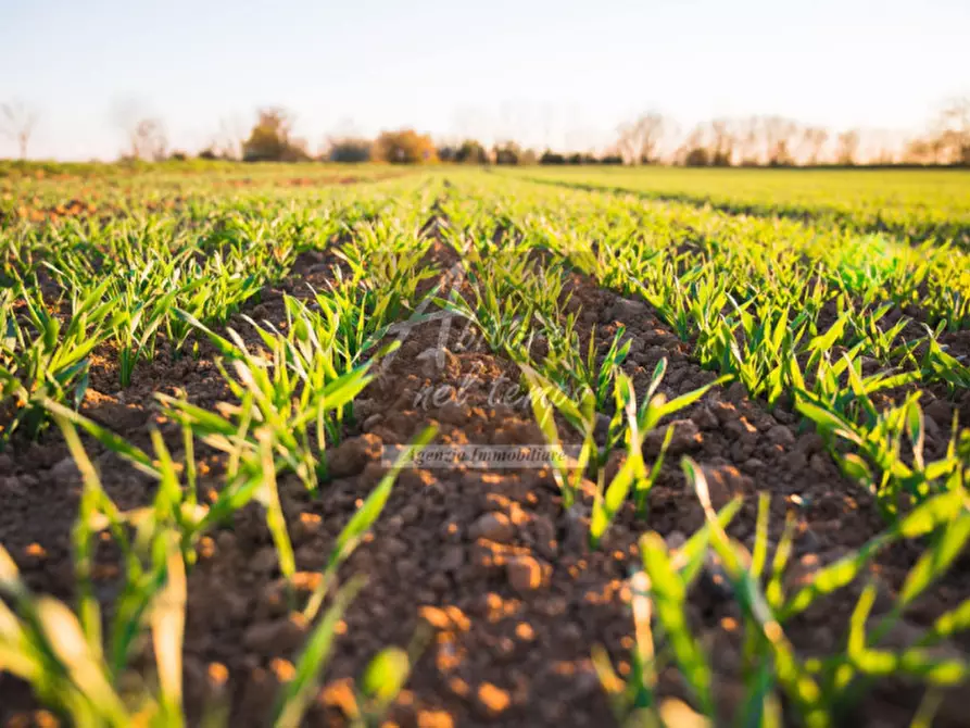 Immagine 10 di Terreno in vendita  in VIA SANTA MARGERITA a Tombolo