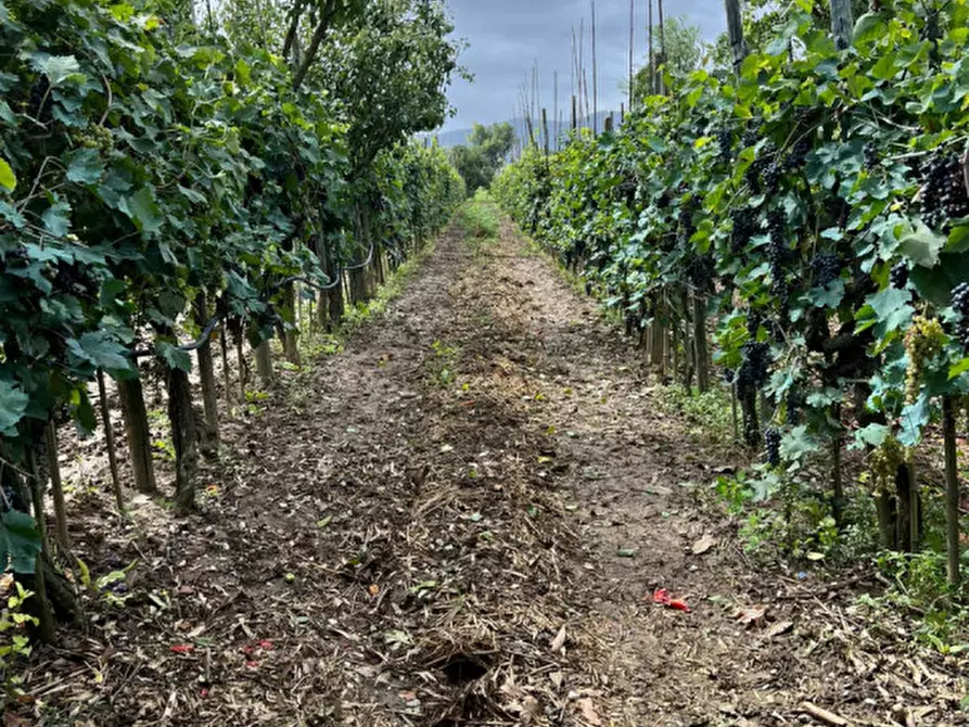 Immagine 3 di Terreno in vendita  a Prato