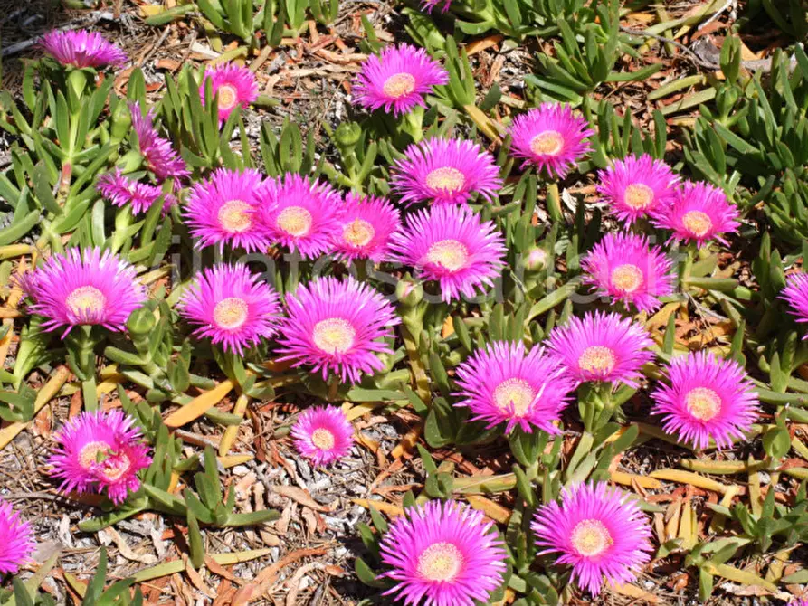 Immagine 78 di Villa in vendita  in Villa in località Pineta di Roccamare a Castiglione Della Pescaia