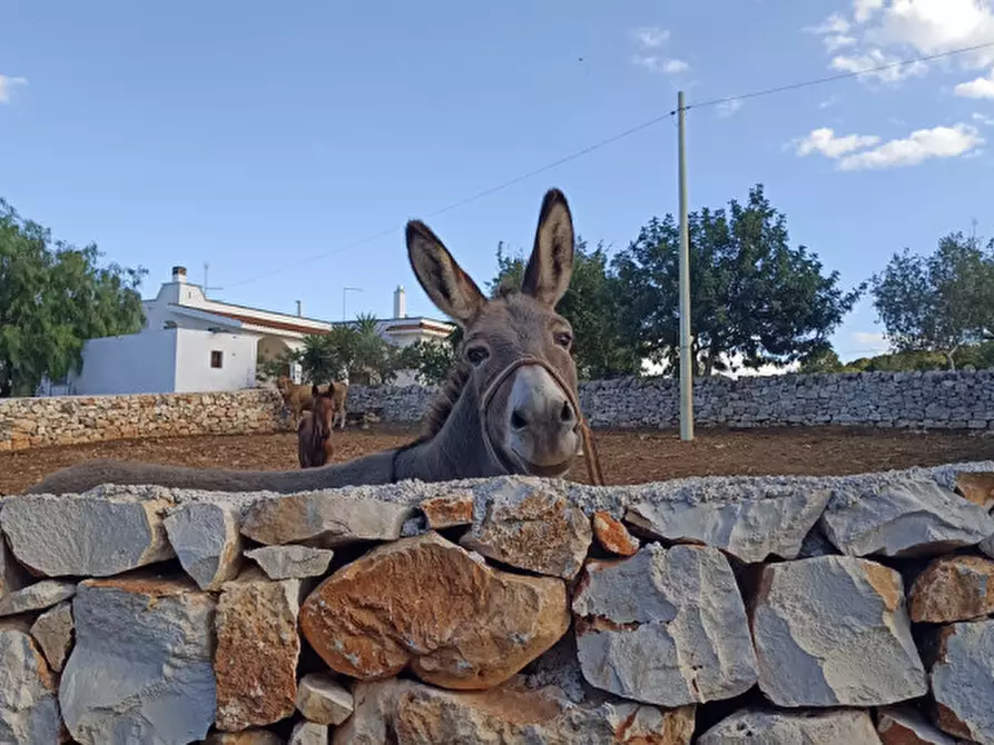 Immagine 58 di Rustico / casale in vendita  a Ostuni