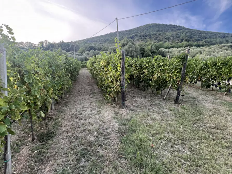 Immagine 1 di Terreno in vendita  in Valnogaredo a Cinto Euganeo