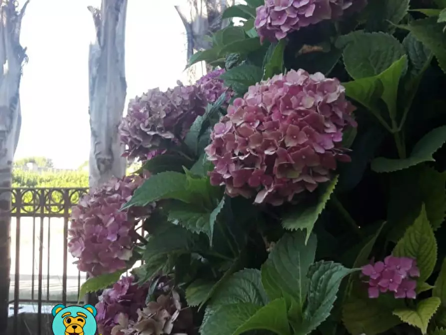 Immagine 56 di Villa in vendita  in strada comunale raho a Novoli