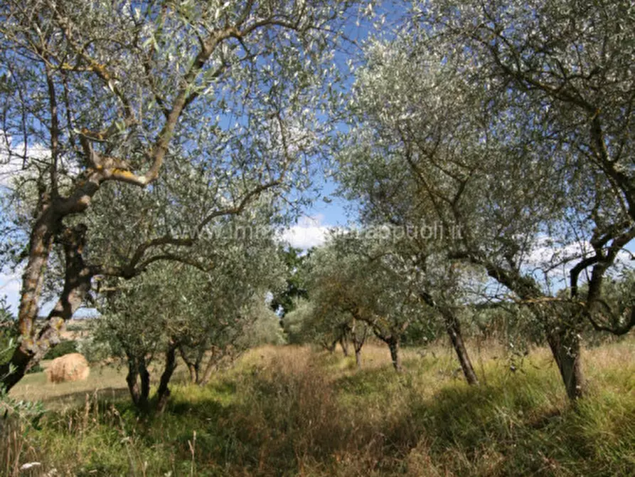 Immagine 6 di Rustico / casale in vendita  a Torrita Di Siena
