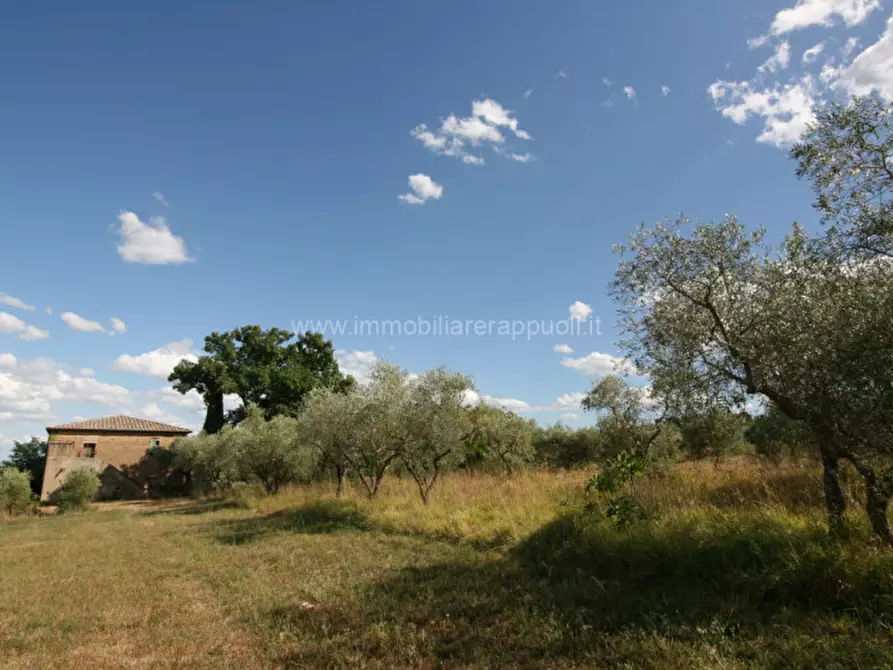 Immagine 9 di Rustico / casale in vendita  a Torrita Di Siena