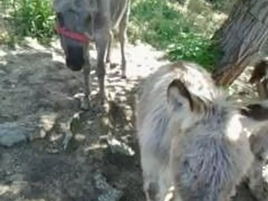 Immagine 20 di Casa indipendente in vendita  in sappanico a Ancona