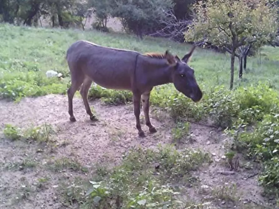 Immagine 27 di Casa indipendente in vendita  in sappanico a Ancona