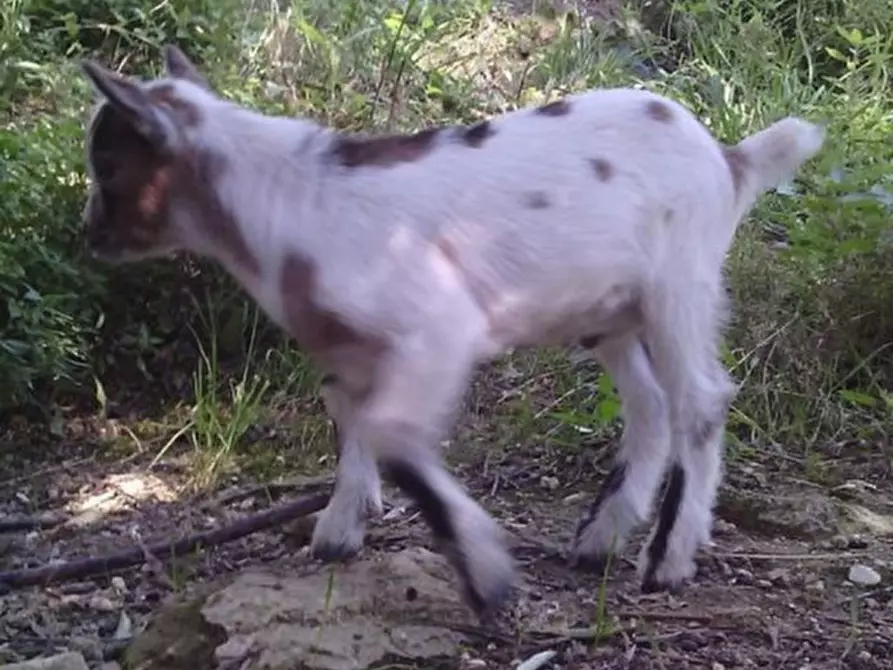 Immagine 28 di Casa indipendente in vendita  in sappanico a Ancona