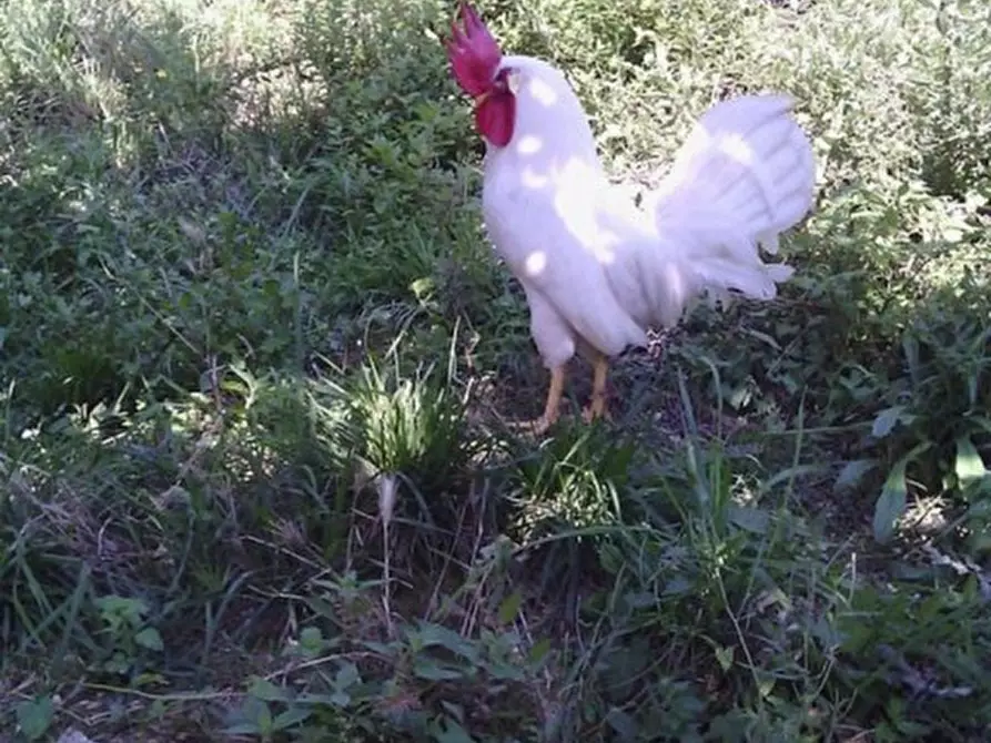 Immagine 29 di Casa indipendente in vendita  in sappanico a Ancona