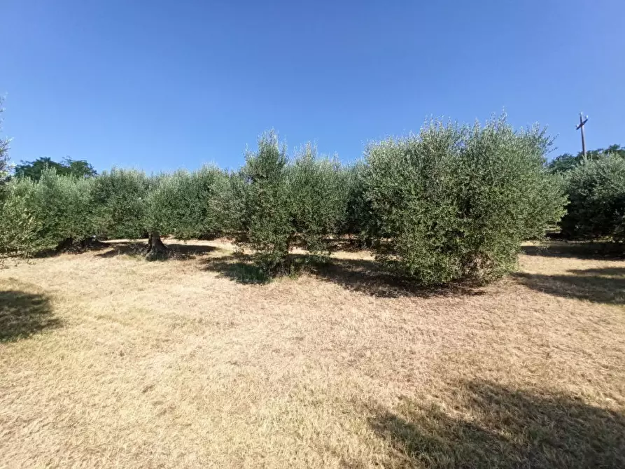 Immagine 1 di Terreno in vendita  in Casamaggiore a Castiglione Del Lago