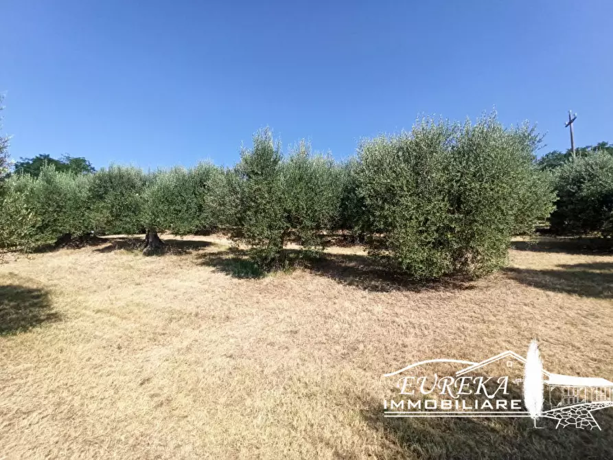 Immagine 1 di Terreno in vendita  in Casamaggiore a Castiglione Del Lago