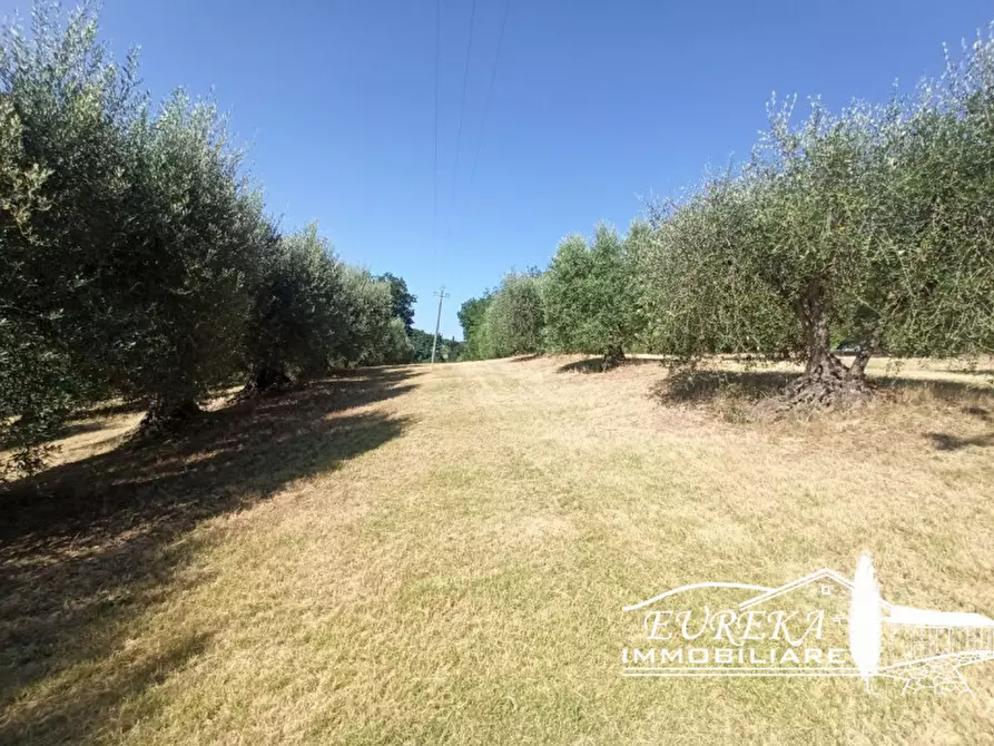 Immagine 2 di Terreno in vendita  in Casamaggiore a Castiglione Del Lago