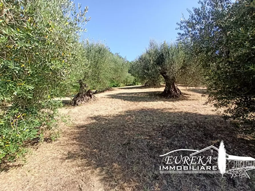 Immagine 3 di Terreno in vendita  in Casamaggiore a Castiglione Del Lago