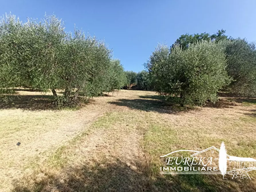 Immagine 4 di Terreno in vendita  in Casamaggiore a Castiglione Del Lago