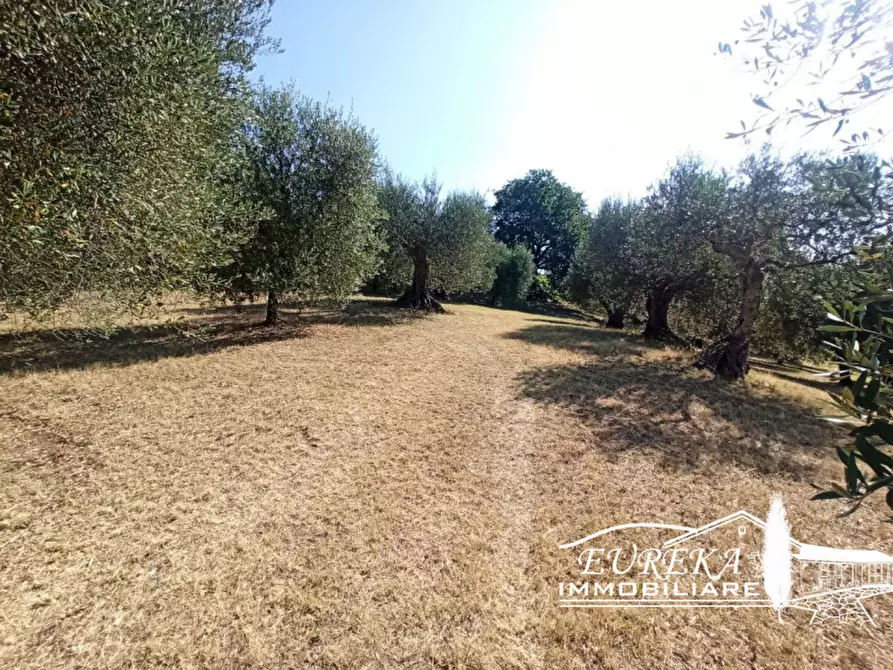Immagine 5 di Terreno in vendita  in Casamaggiore a Castiglione Del Lago