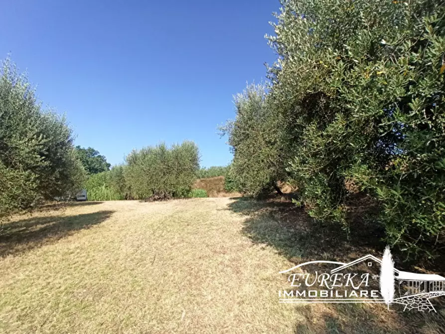 Immagine 6 di Terreno in vendita  in Casamaggiore a Castiglione Del Lago