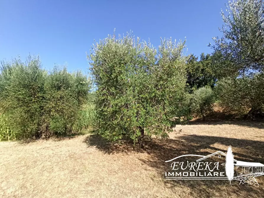 Immagine 7 di Terreno in vendita  in Casamaggiore a Castiglione Del Lago