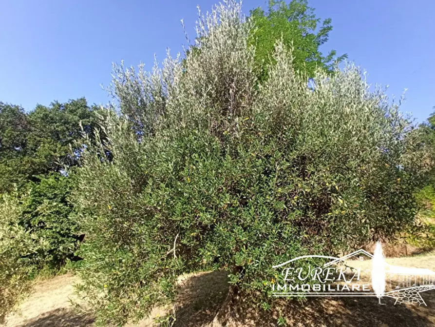 Immagine 8 di Terreno in vendita  in Casamaggiore a Castiglione Del Lago
