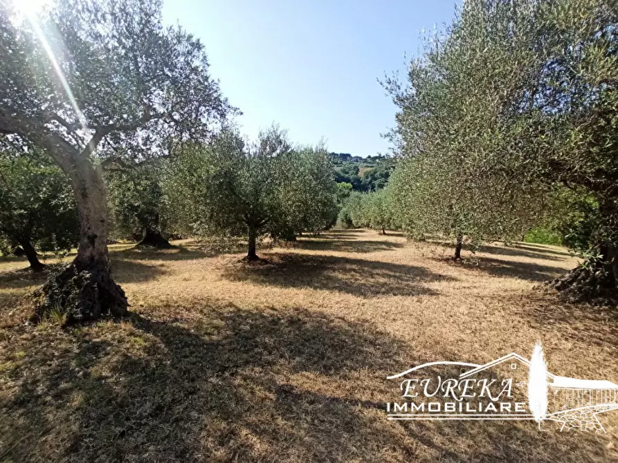 Immagine 10 di Terreno in vendita  in Casamaggiore a Castiglione Del Lago