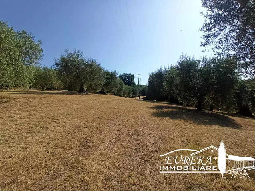 Immagine 13 di Terreno in vendita  in Casamaggiore a Castiglione Del Lago