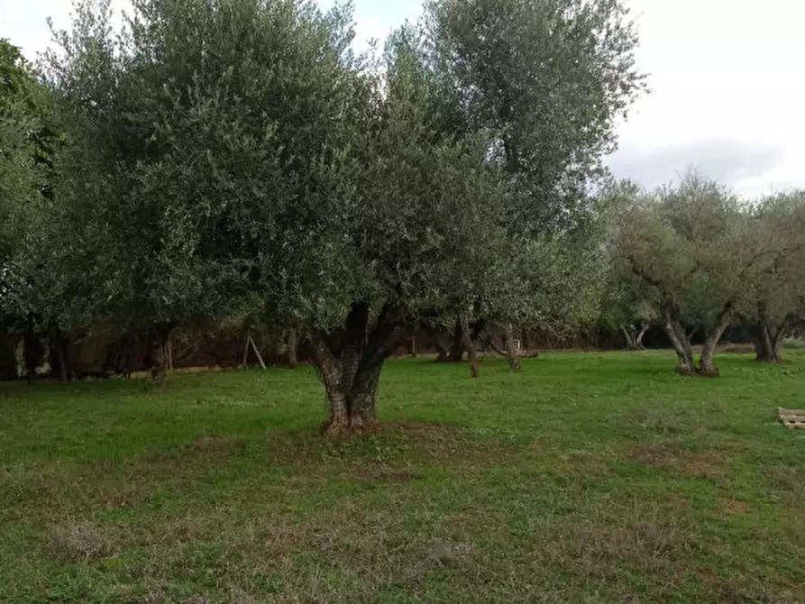 Immagine 8 di Terreno in vendita  in loc.tà tre fogliette 22 a Palombara Sabina