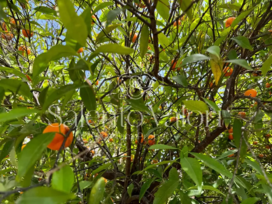 Immagine 25 di Villa in vendita  in Via Provinciale Matino 53 a Parabita