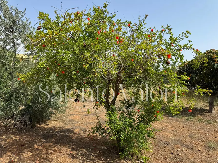 Immagine 26 di Villa in vendita  in Via Provinciale Matino 53 a Parabita