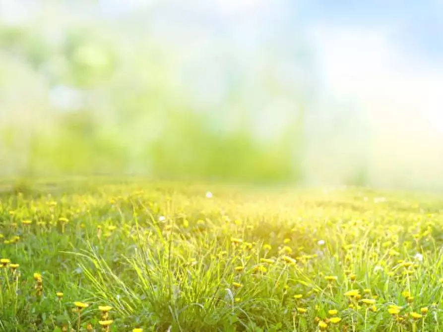 Immagine 3 di Terreno in affitto  a Arqua' Petrarca