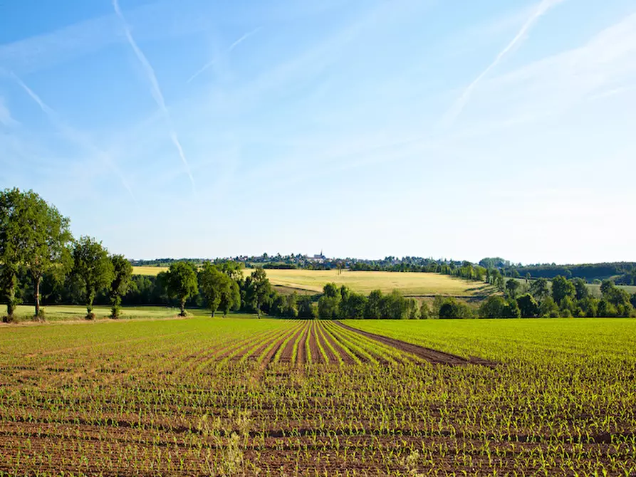 Immagine 2 di Terreno in affitto  in via cavour 79 a Este