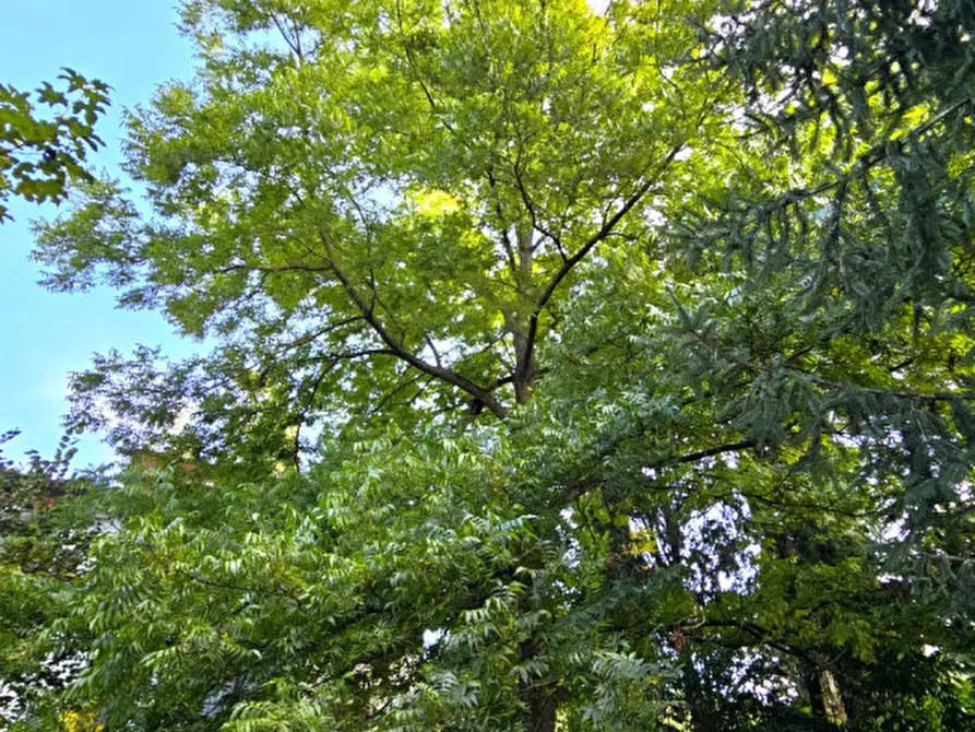 Immagine 81 di Villa in vendita  in Località il Cappuccino a Capranica