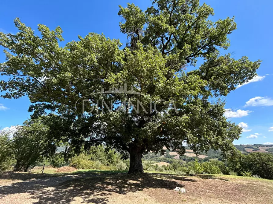 Immagine 8 di Rustico / casale in vendita  a Pomarance