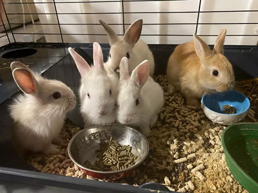 Immagine 2 di Attività commerciale in vendita  in via palestro a Calvisano