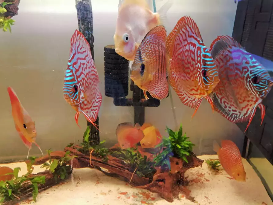 Immagine 14 di Attività commerciale in vendita  in via palestro a Calvisano