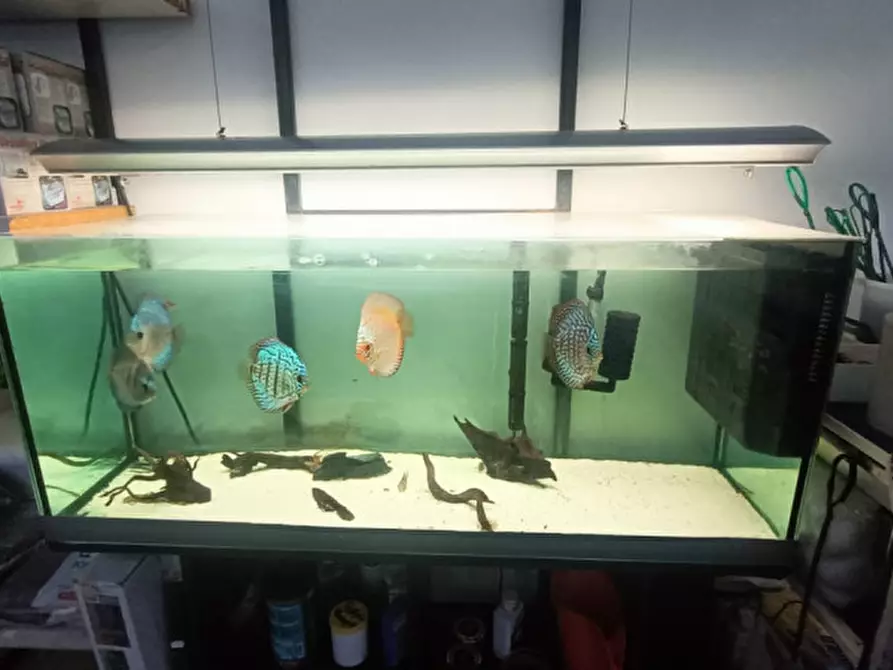 Immagine 30 di Attività commerciale in vendita  in via palestro a Calvisano