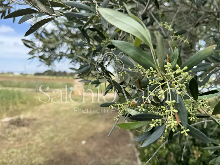 Immagine 32 di Villa in vendita  in Contrada La Corte a Parabita