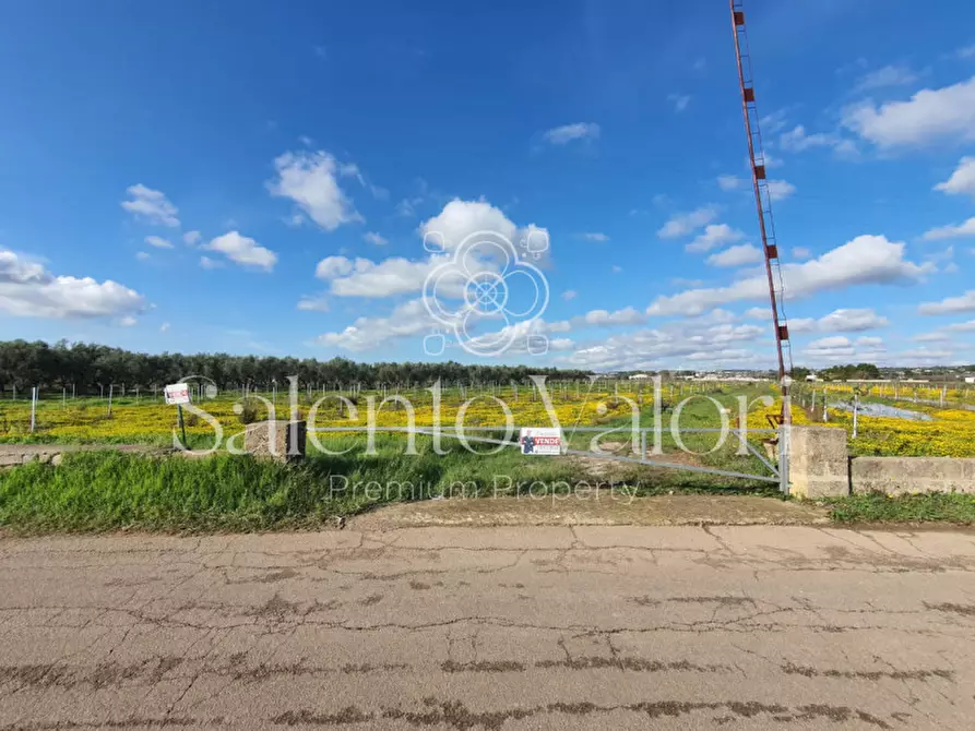 Immagine 7 di Terreno in vendita  in Contrada Tammali a Parabita