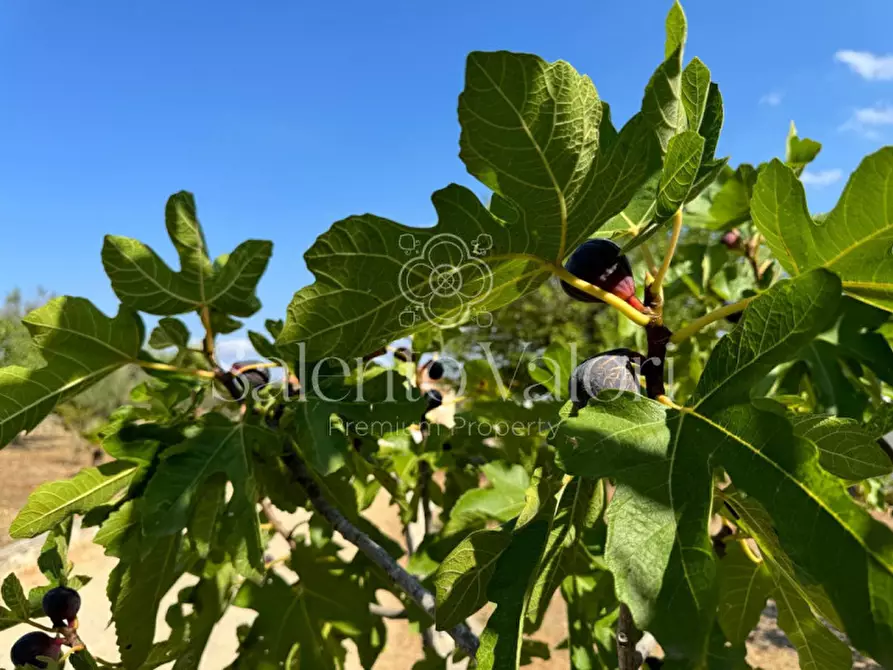 Immagine 100 di Villa in vendita  in Strada Provinciale Neviano - Tuglie S.n.c. a Tuglie