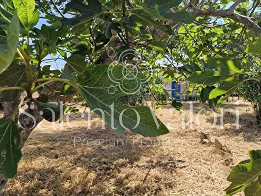 Immagine 4 di Terreno in vendita  in Contrada Tuli-Jala a Parabita