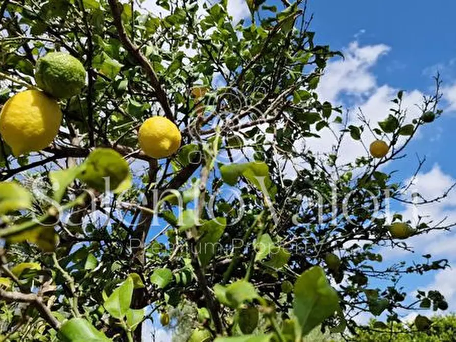 Immagine 11 di Terreno in vendita  in Contrada Tuli-Jala a Parabita