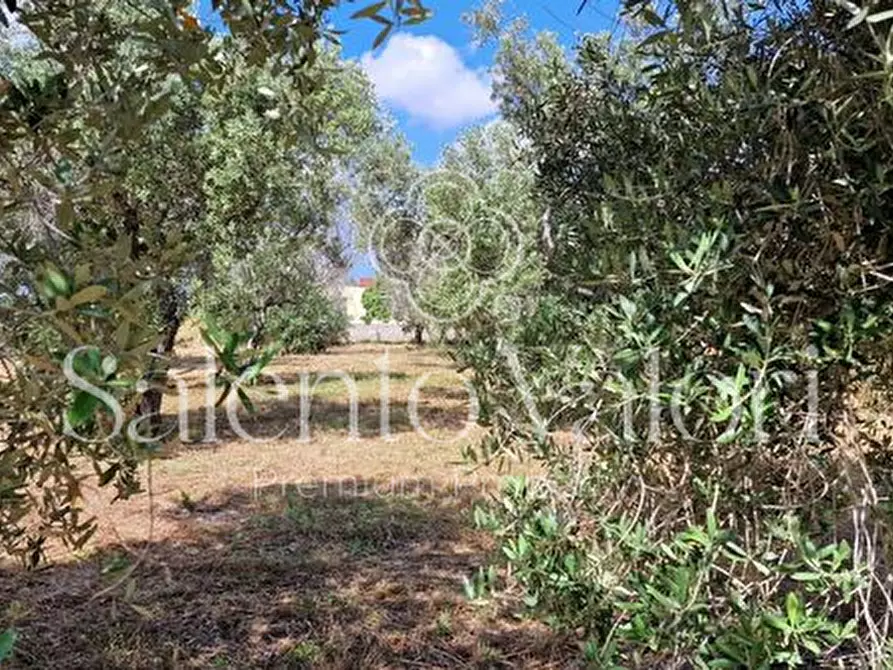 Immagine 15 di Terreno in vendita  in Contrada Tuli-Jala a Parabita