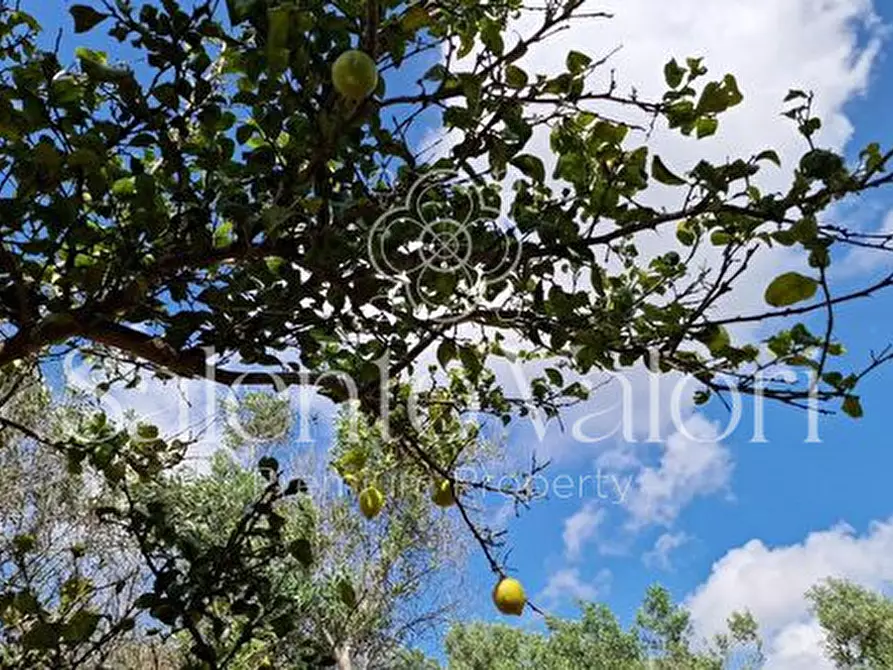 Immagine 20 di Terreno in vendita  in Contrada Tuli-Jala a Parabita