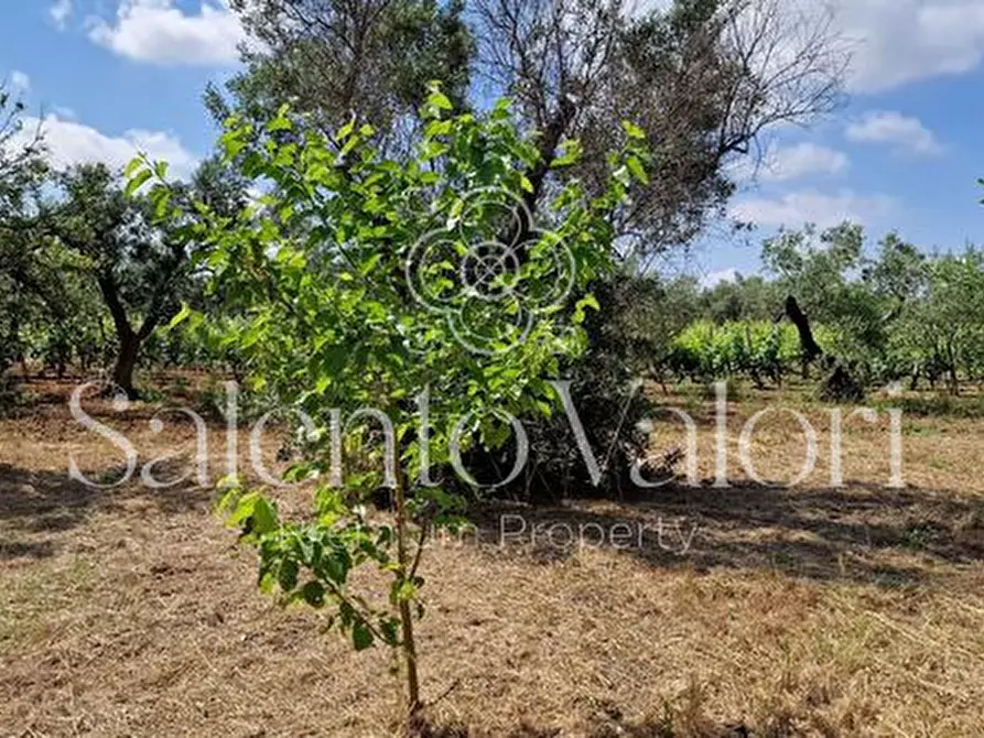 Immagine 22 di Terreno in vendita  in Contrada Tuli-Jala a Parabita