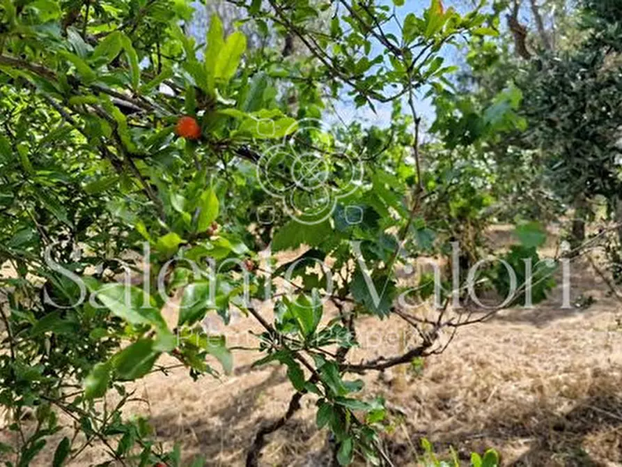 Immagine 25 di Terreno in vendita  in Contrada Tuli-Jala a Parabita
